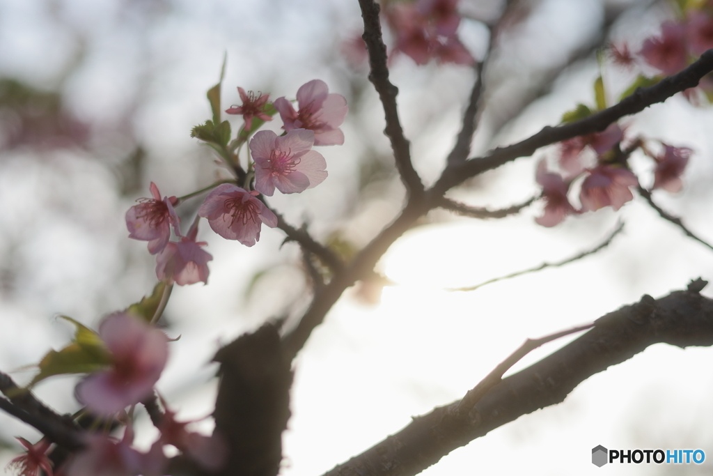 夕日と桜