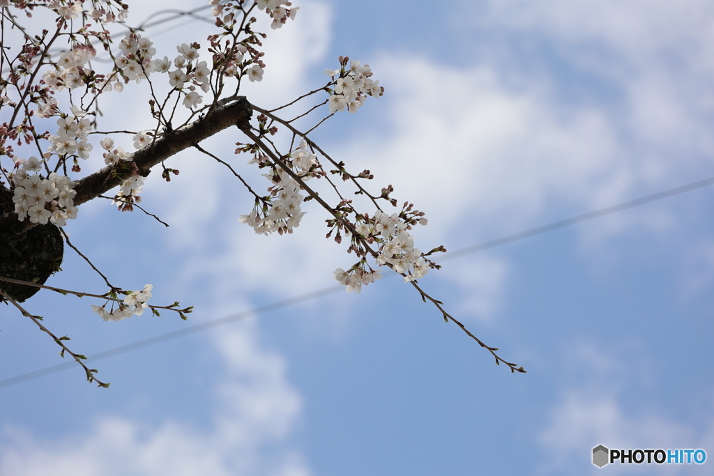 空と桜