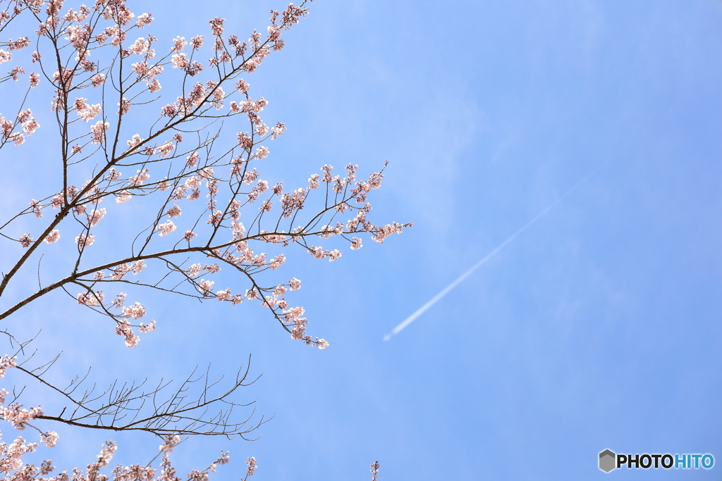 峠の桜と飛行機雲