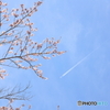 峠の桜と飛行機雲