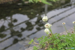 シロツメクサには水面が良く似合う