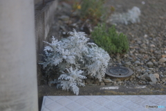 白い草