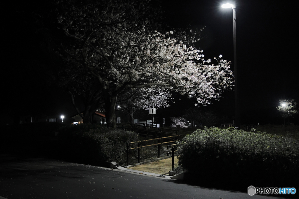 夜桜　2022年その１