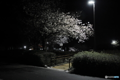 夜桜　2022年その１