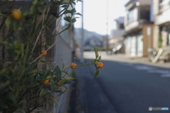 金柑♪