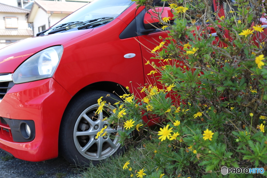 赤い車と黄色い花
