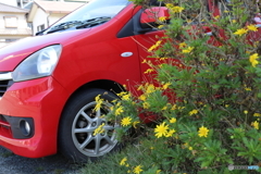 赤い車と黄色い花