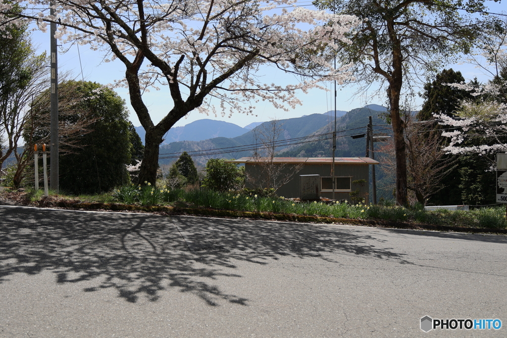 峠の桜