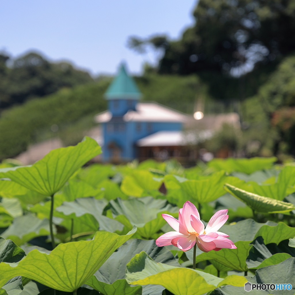 蓮の花と三角屋根②