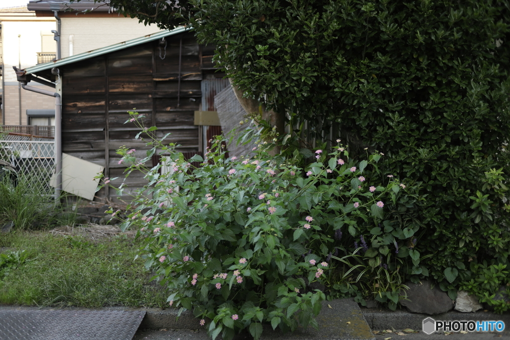 古屋と花