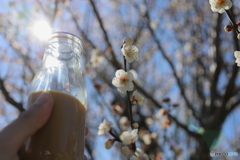 コーヒー牛乳と牛乳瓶④