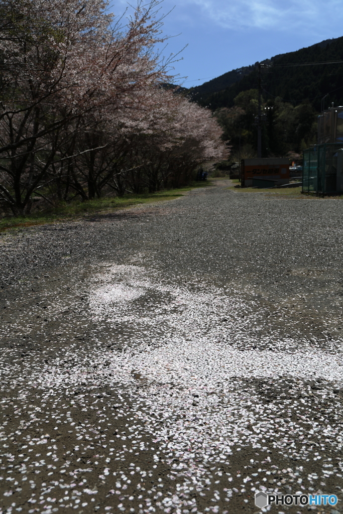 桜の罠(´・ω・｀)