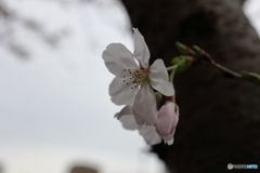接写桜