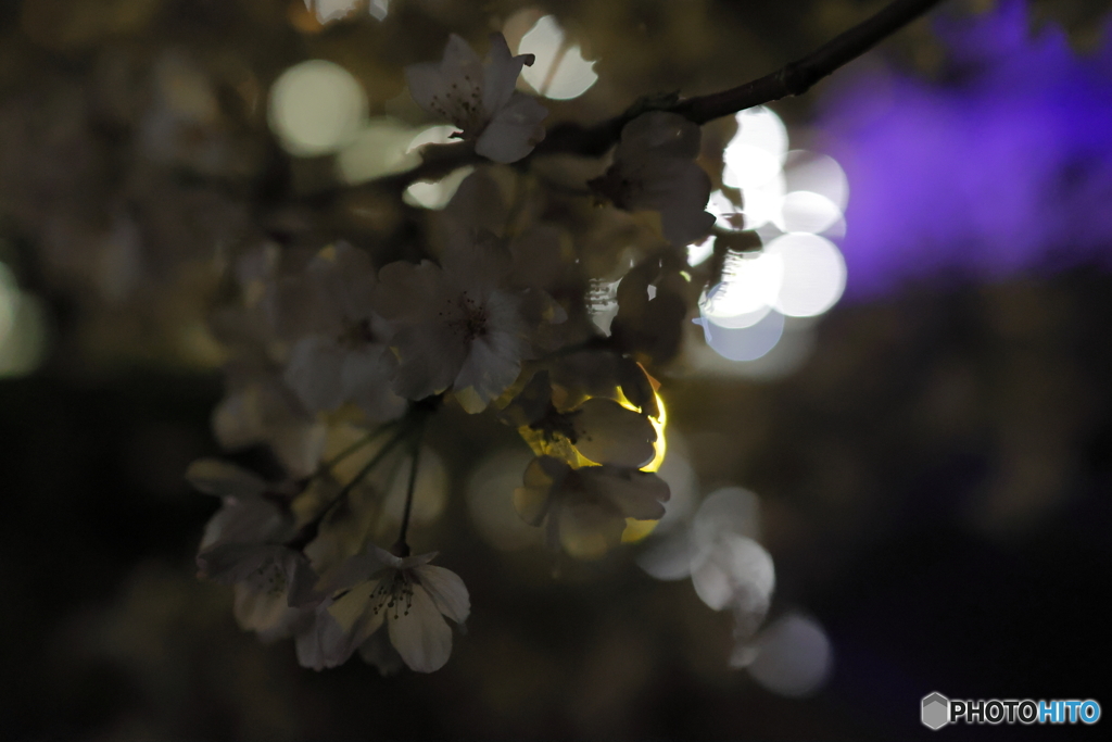 今年の桜は今日がピーク