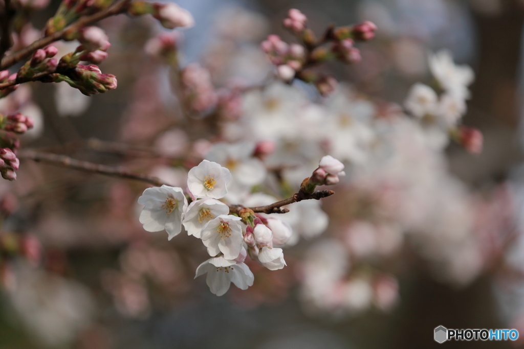 祝・開花②
