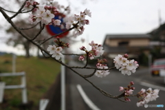 住宅地の桜