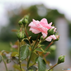 雨上がりの薔薇①