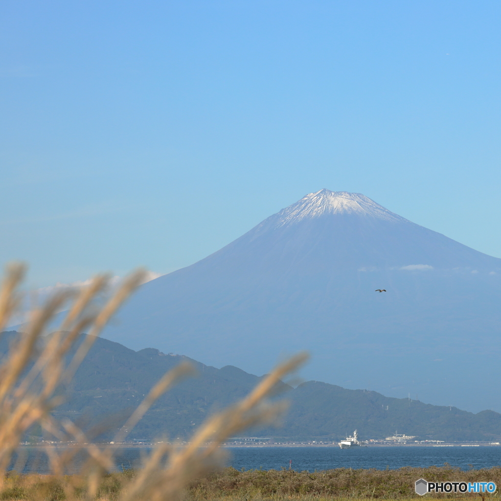 秋の富士山と枯れすすき