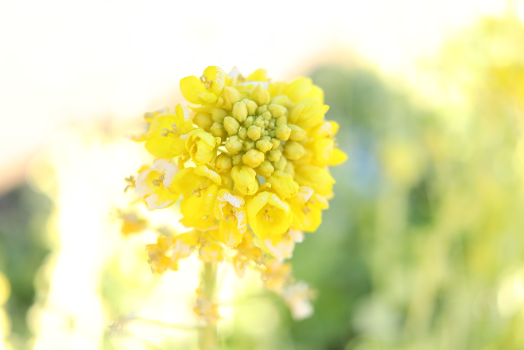 菜の花