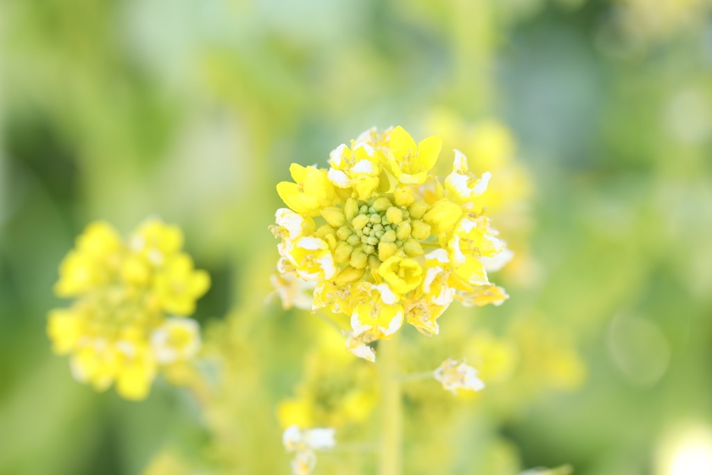 菜の花