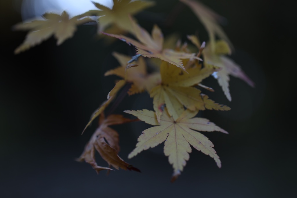 秋