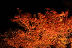 夜の紅葉