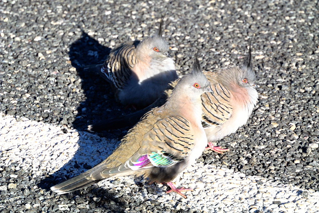 オーストラリアの鳥レンジャクハト