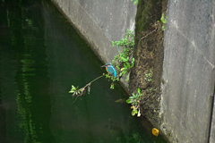 カワセミ君が遊びに来た