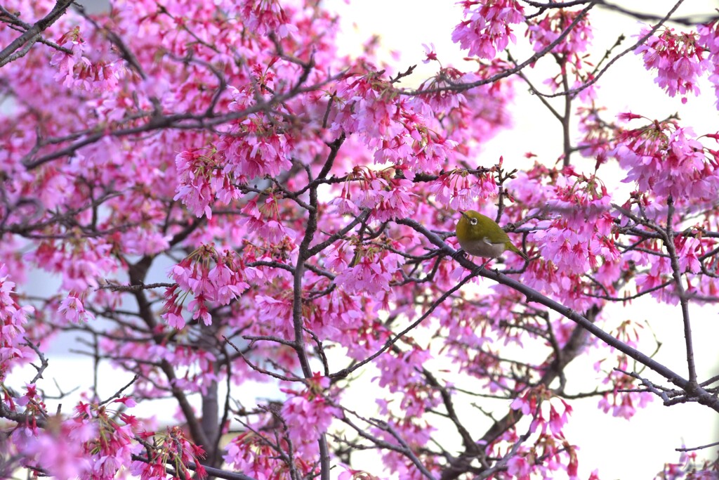 オカメ桜が満開になりました。