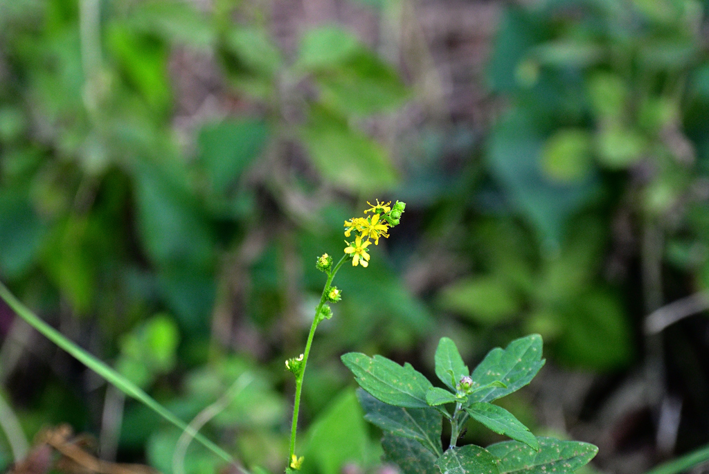 尾根道に咲くキンミズヒキの花