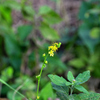 尾根道に咲くキンミズヒキの花