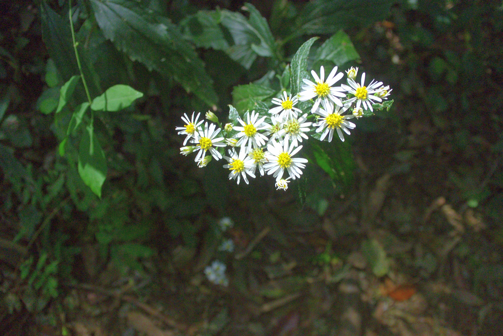 シロヨメナの花