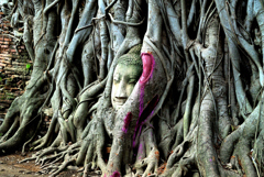 菩提樹の木に覆われた仏頭
