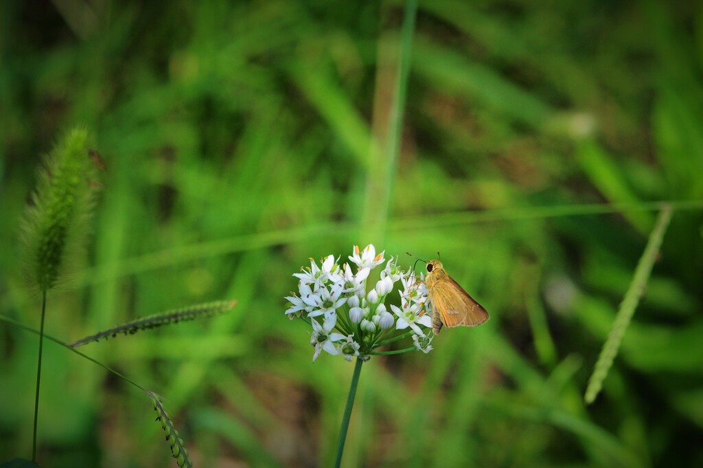 ニラの花とイチモンジセセリ