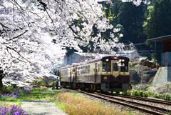 満開の桜の中、走るローカル列車