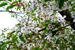 清楚な大島桜の花