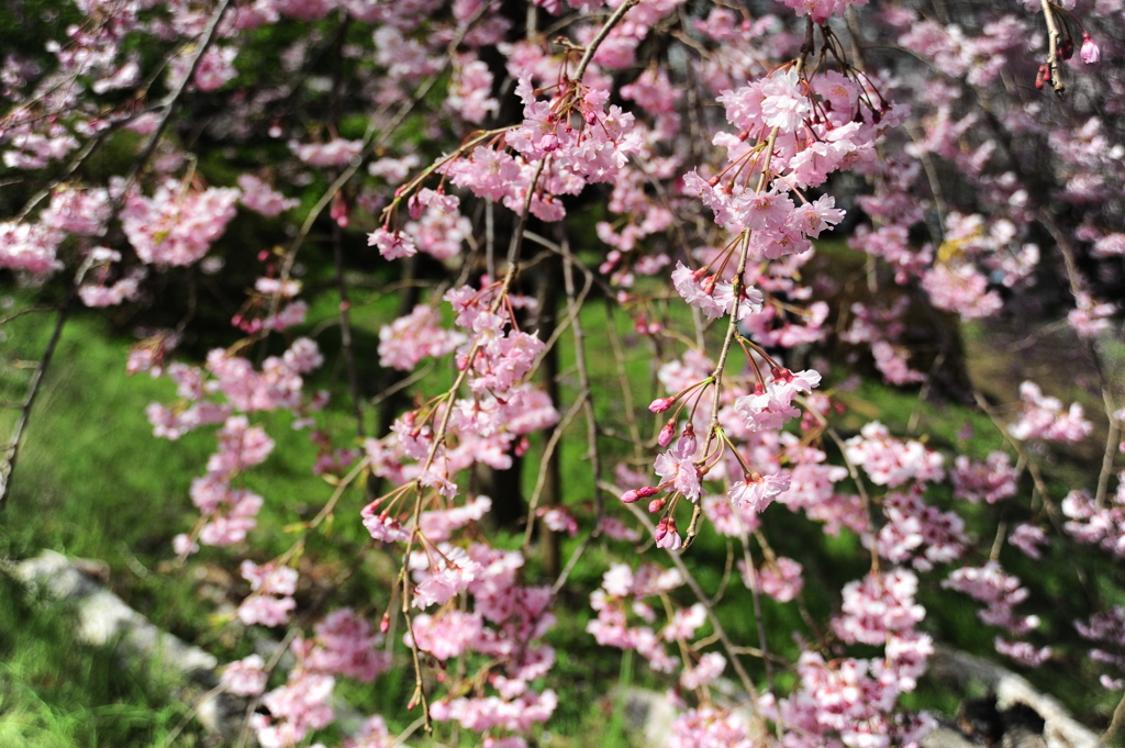 かわいい枝垂桜の花