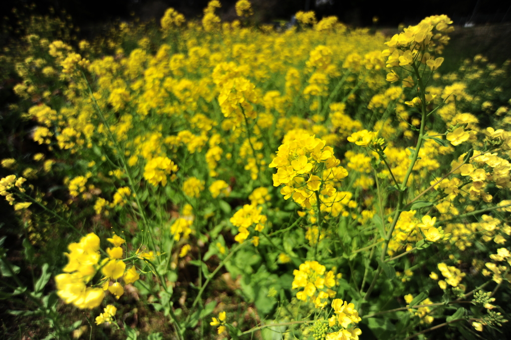 菜の花畑