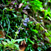 アキノタムラソウの花