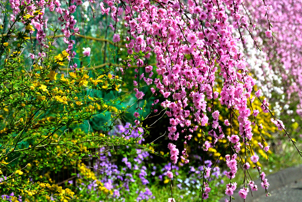 花桃街道の花花花