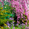 花桃街道の花花花