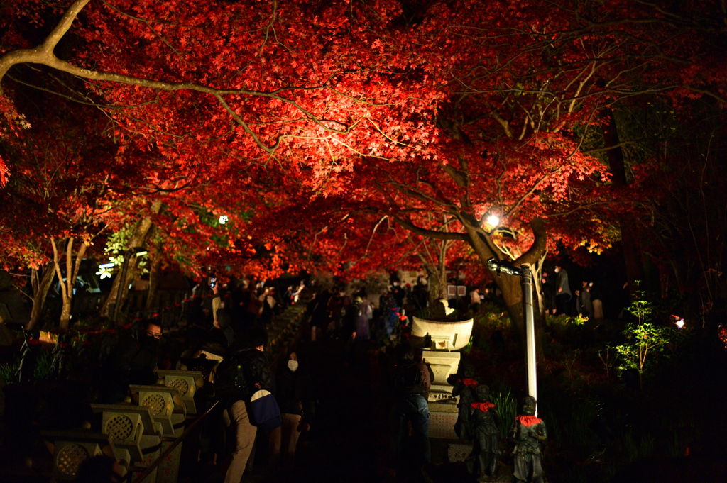 ライトアップされた紅葉の参道