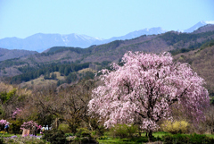 枝垂桜と赤城山