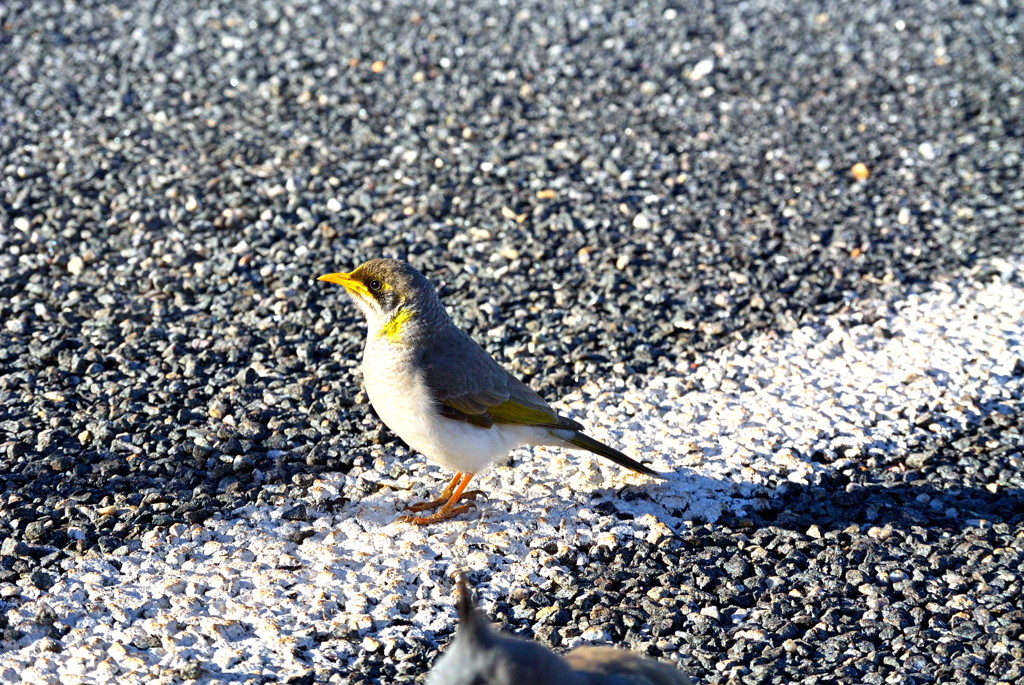 オーストラリアの鳥コシジロミツスイ　