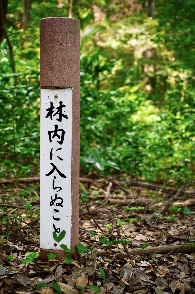 明治神宮（参道）