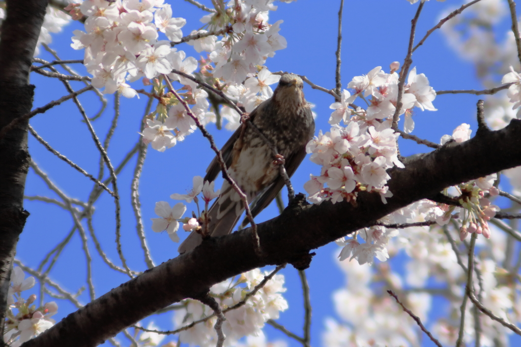 ヒヨ桜。Jintu 420-800mm F8.3-16で撮影