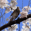 ヒヨ桜。Jintu 420-800mm F8.3-16で撮影