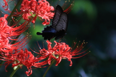 Red and Black