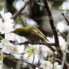 桜ジロー。Jintu 420-800mm F8.3-16で撮影