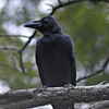 カラスくん